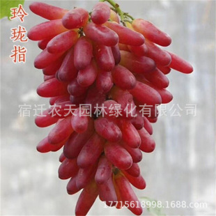 ����ָ�ʽ��ձ���ӡ���������m ꖹ�õ��o�����ј��m����o����