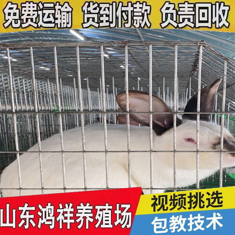 f803c145faef4a0781c3c8e639aefe