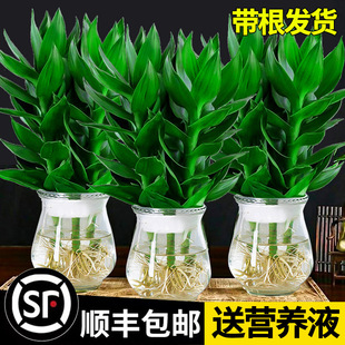 Guanyin Bamboo Rich Bamboo Hydroponic Plants with Roots Flowers Green Plants Pothos Indoor Potted Plants Transfer Bamboo Water to Grow Well