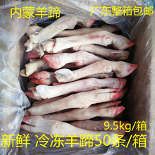 新鲜冷冻羊蹄羊脚19斤箱 羊肉带筋生羊蹄50只饭店烧烤食材商用