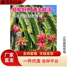 红心火龙果苗盆栽金都一号桂红龙大红龙燕窝黄皮火龙果树苗带根