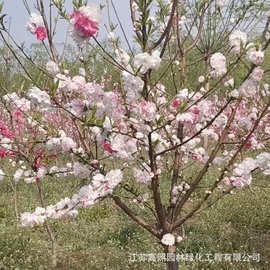 别墅庭院绿化洒金碧桃 小区绿化植物碧桃 郊外公园风景树宝塔形