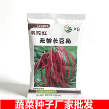 ���ߴ�9-12cm���m����z�ϷN���ѷN�߲˷N�ӏS��ֱ�N�z�ϷN��