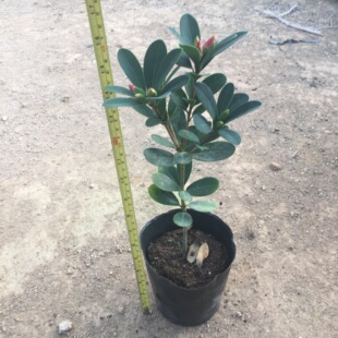 ���N�tɽ�軨���������҃����̨ͥԺ���ܾGֲ�_��ֲ��ͥ�@���B��