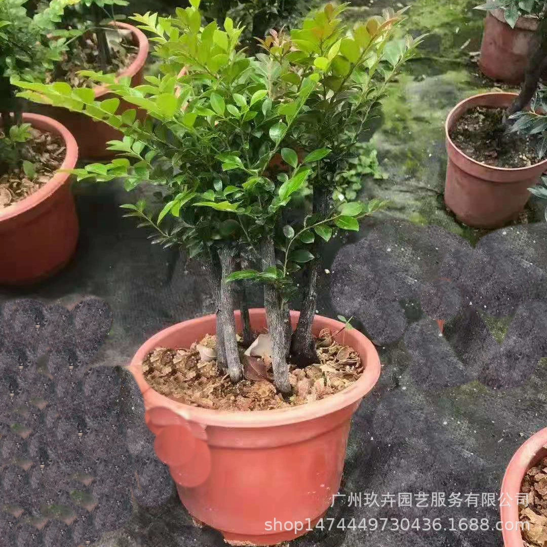 Многветвь красного сандалового дерева лист бонсай гостиная балкон офис Рабочий стол Бонсай зеленое растение