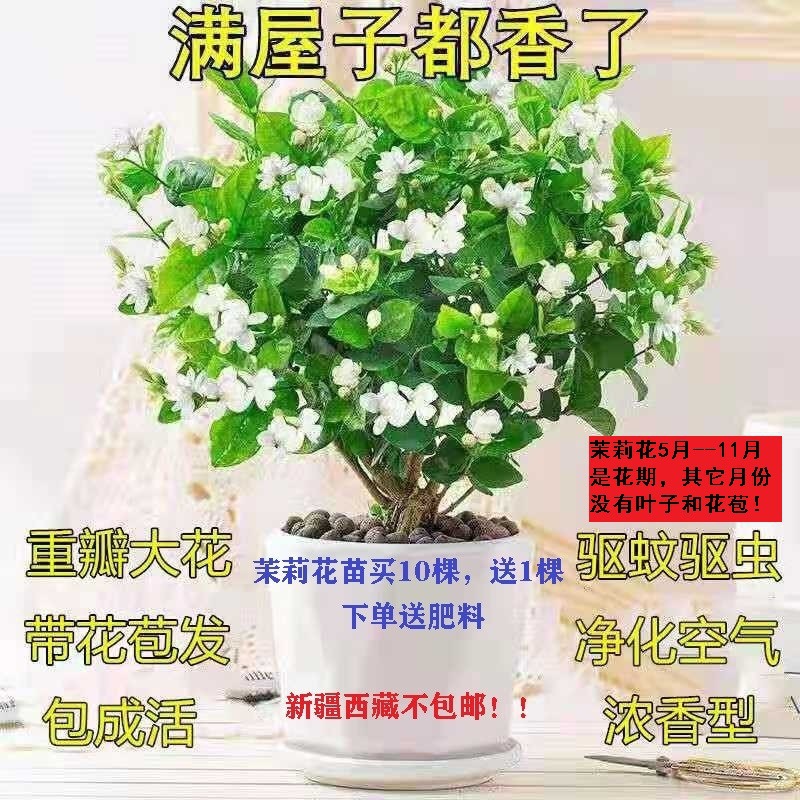 一件代发笔尖香水重瓣茉莉花盆栽浓香型四季开花室内外庭院驱蚊驱