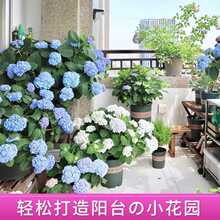 С�网���������ļ��_���҃�ֲ�ﻨ���̨���B��o�M���Ϙ�