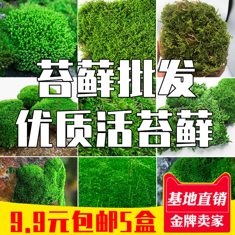 苔藓植物鮮活蘭花鋪面盆景造景青苔烏龜假山藓裝飾室內綠植短絨藓