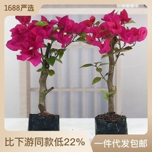 三角梅盆栽带花发货四季开花种爬藤老桩苗勤花阳台绿植花卉