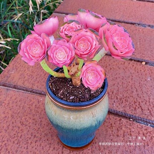 ֲɫtķ^ϘȺ̨^ݗԾGֲ