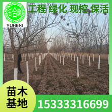 供应京桃树 山桃树 天晟苗圃京桃树 山桃树品质优良 京桃 山桃树