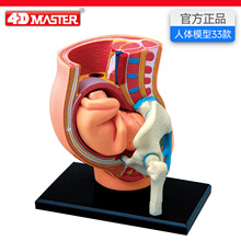 4D Master�����������ģ������ṹ����ҽѧ��ѧ�̾߿ɲ�ж
