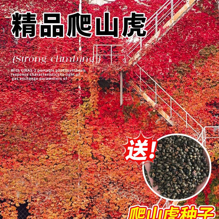 爬山虎爬藤植物四季树苗庭院室外开花藤蔓绿植物种子籽不落叶常绿