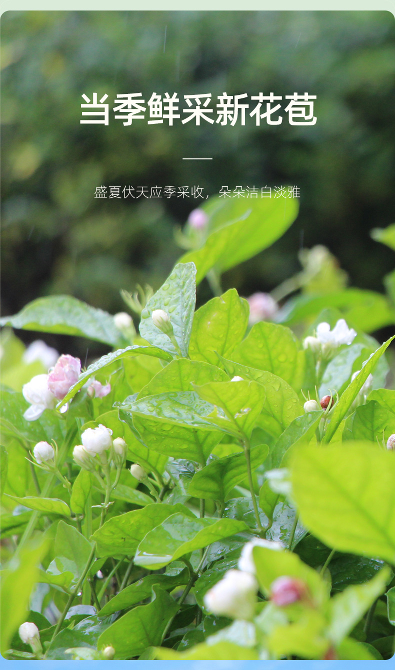 Jasmine Flower Tea Mo Li Hua 28g Bottle Dried Jasmine Buds Guangxi Loose Floral Tea overview