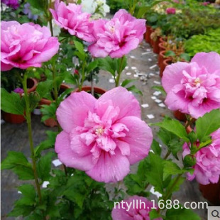 �o�¾G��ľ�Ș��� ��ɫϵ�G�h�໨���� �G������ͥԺֲ�����Ȼ���