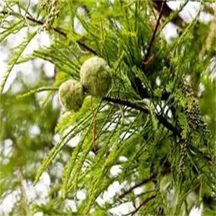 ��ľ�N�����ش��z���S�ؒ���װ�ľ������ؘ����ܰ؈@�־G��