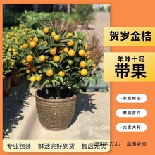 ��ۘ�����������С��ێ����҃ȿ͏d�k����������۰lؔ���f���