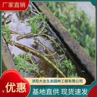 Base Wholesale Foxtail Aquatic Plants Water Quality Purification Undertake River Greening Foxtail Foxtail