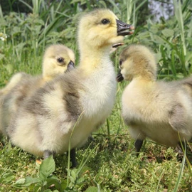 鲜/活禽类;特种珍禽