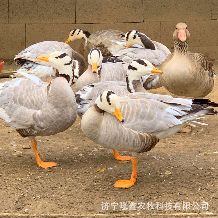 矮马出售怎么选?矮马养殖场引种、价格行情与饲养管理全攻略