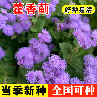 ޽���E���Ӱ׻������ļ����NͥԺ���^�@�ֵر�ֲ������һ֦��N��