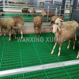 厂家批量生产羊用塑料漏粪板 羊床厂家 羊床图片60*50cm