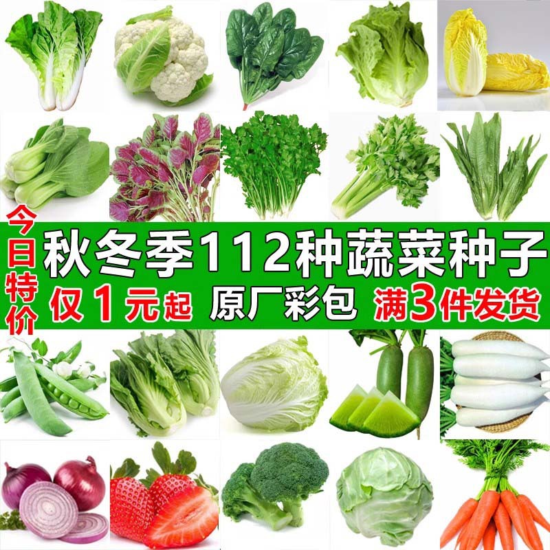 四季蔬菜种子适合秋播种植青菜生菜香菜菠菜萝卜阳台菜籽种孑大全