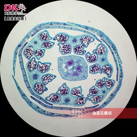 生物教学器材;教学仪器;实验室仪器