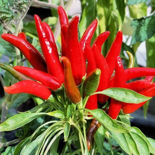 Chaotian Pepper Seeds Millet Spicy Seeds Pepper Seeds Spring, Summer and Autum Potted Vegetables Easy to Grow in All Seasons Seeds