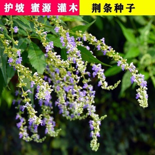 �²��G�l�N���G�l��N����Դֲ���G�l���N�Ӷ��G���S���ӹ�ľ