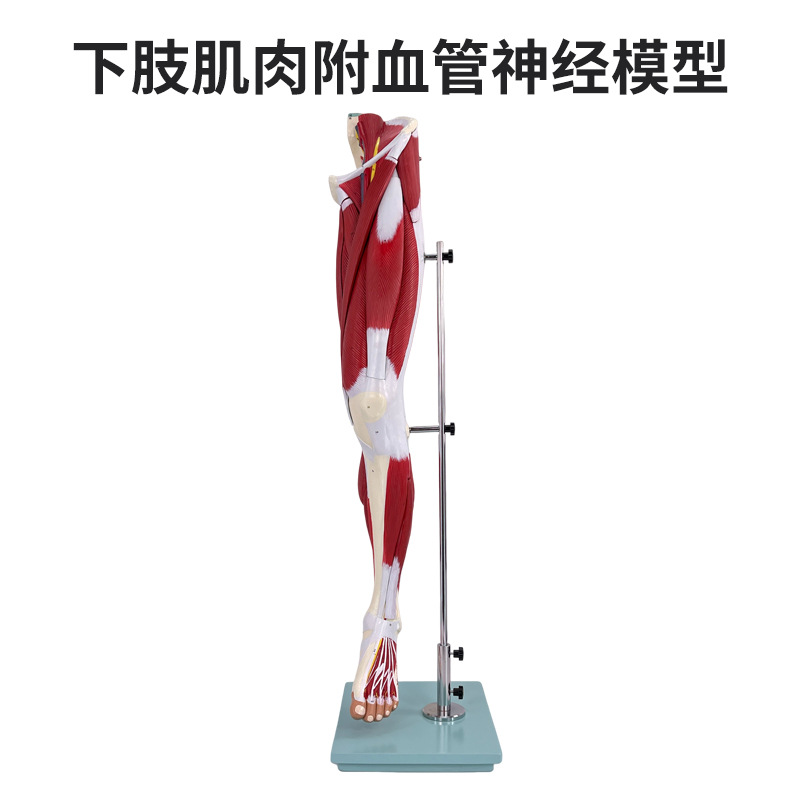 ҽѧ������֫����Ѫ����ģ�� �Ȳ��˶�ϵͳ ��Ȼ����֫�������