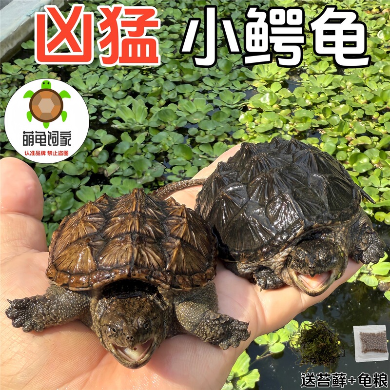 North American small snapping turtle, live baby snapping turtle, lively pet turtle, fierce young turtle from outdoor ponds, live North American small snapping turtle, live baby snapping turtle, lively pet turtle, fierce young turtle from outdoor ponds, live