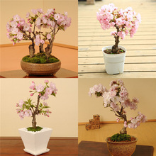 �G����ľ�ѻ�����ѻ����ձ��ѻ��޽�������ͥԺ�ѻ���Ⱦ����Ұ