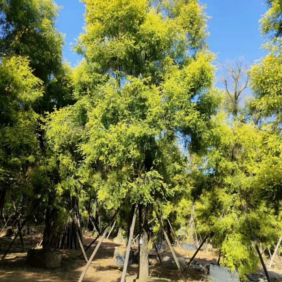 2112 база поставляет золотые ароматные ивы 20-25 см