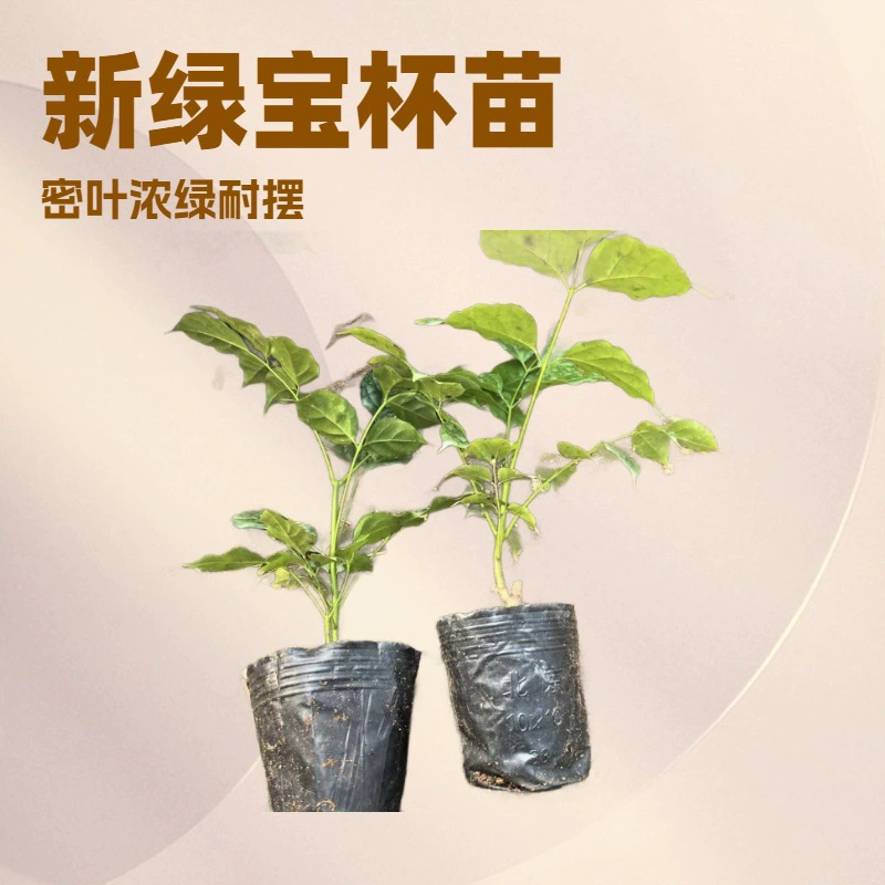 Дерево боба Хайнань с густыми листьями, роскошные зеленые саженцы нового зеленого сокровища, дерево счастья поглощает запахи, зеленые растения в офисе круглый год вечнозеленые.