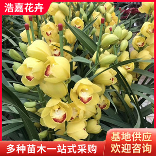 ��ޥ�m �m���� ������ �󻨻��m �S�ҹ�������ֲ�ﶬ���_���Gֲ