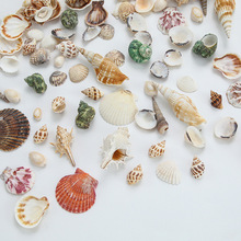 天然贝壳海螺扇贝DIY饰品手工艺品材料鱼缸微景观造景装饰配件