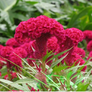 Four Seasons Cockscomb Seeds Outdoor Courtyard Potted Flower Plant Flower Seeds Balcony Flowers and Grass All Year Round Seeds Easy to Live