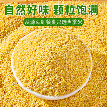 黄小米新米正宗农家香糯米油厚农家食用新米粥五谷杂粮黄小米五斤