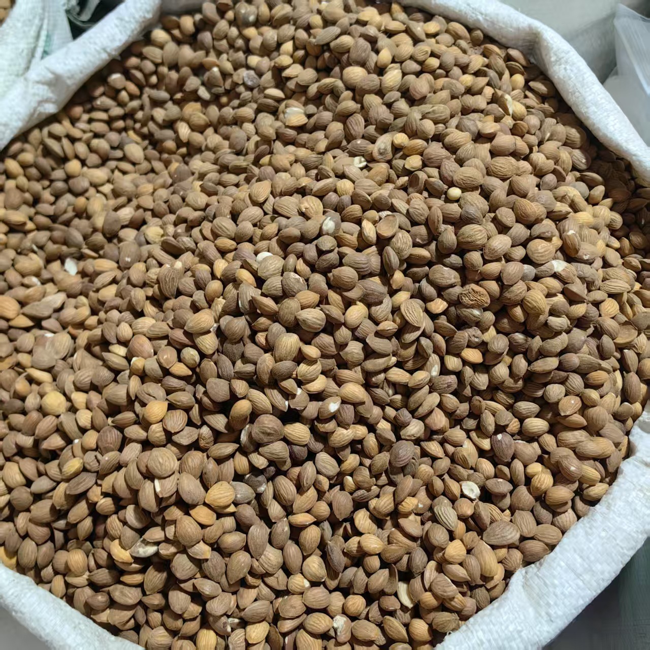 Peach Kernel Tao Ren 山桃仁 Dried Prunus persica Seed for TCM Decoctions 500g specifications