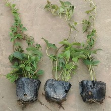 爬山虎爬藤植物三叶爬山虎苗大杯苗露台庭院耐晒耐寒四季好养护