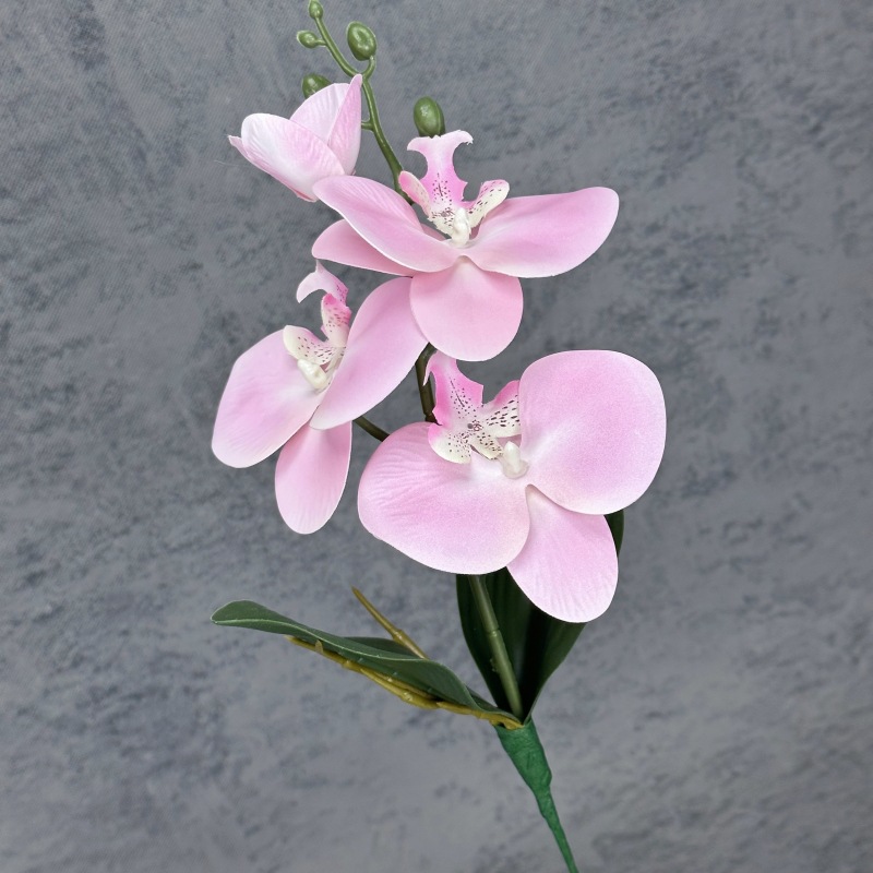 Rosa-1