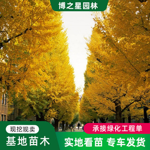 Ginkgo Sapling Engineering Greening Land Demolition Saplings Four-Season Planting Ginkgo Saplings Courtyard Plants Street Tree Saplings