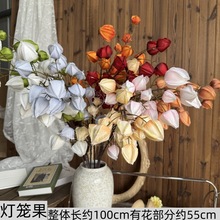 \ĭľ޹c滨ҾbWinsWtɫ