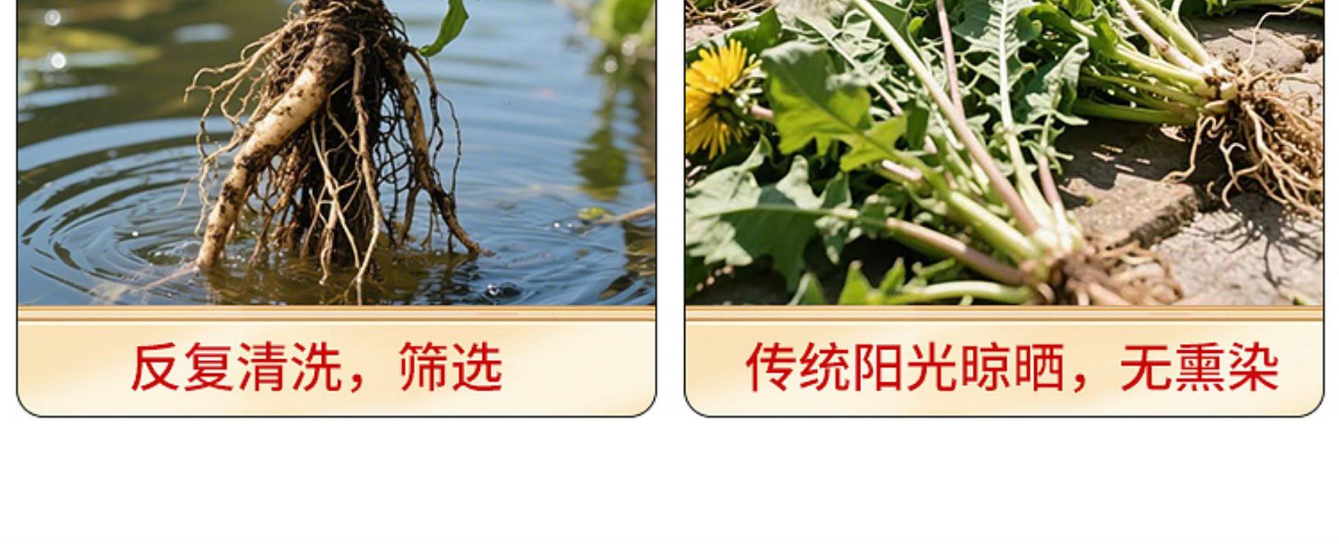 Dried Dandelion Whole Herb Pu Gong Ying 500g Wild Harvested Traditional Herbal Tea and Decoction Ingredient quality and texture