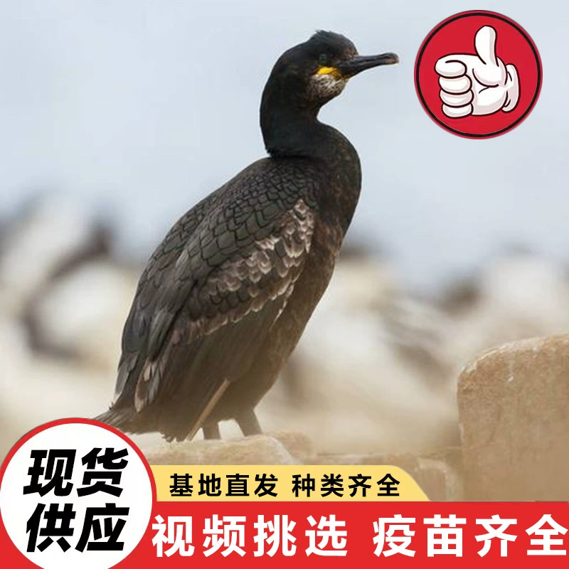 Цены на оспрей для тех, кто умеет ловить рыбу. Большой размножающийся базовый комплекс продаёт цыплят оспрейа. Оспреи для выступлений по ловле рыбы в живописных местах.