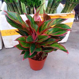 Wannianhong Hydroponic Ruyi Queen Geely Red Indoor Hydroponic Plants Purify the Air Potted Flowers Evergreen Wholesale