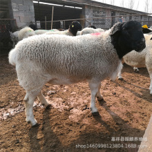 出售黑头杜泊绵羊活体 澳洲白绵羊 白头杜泊绵羊羊羔价格