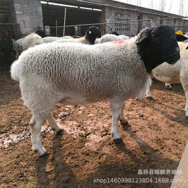 杜泊绵羊多少一只白银养绵羊合适吗 杜泊绵羊成年孕羊图片