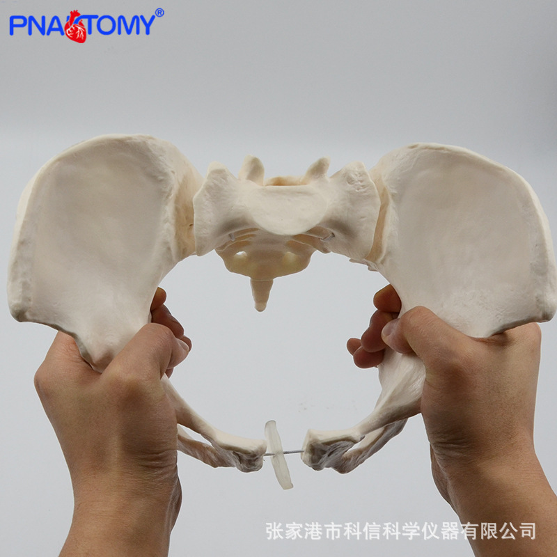 1 to 1 movable pelvis model sacrum hip female pelvis flexible human skeleton anatomy pelvic floor muscle